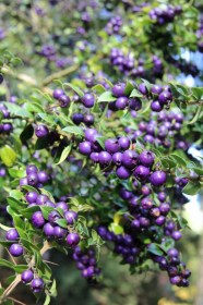 Chilei tüskés mirtusz - Rhaphithamnus spinosus